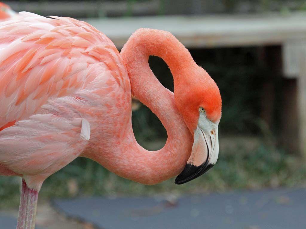 Photography Flamingo iPhone Wallpapers - Top Free Photography Flamingo