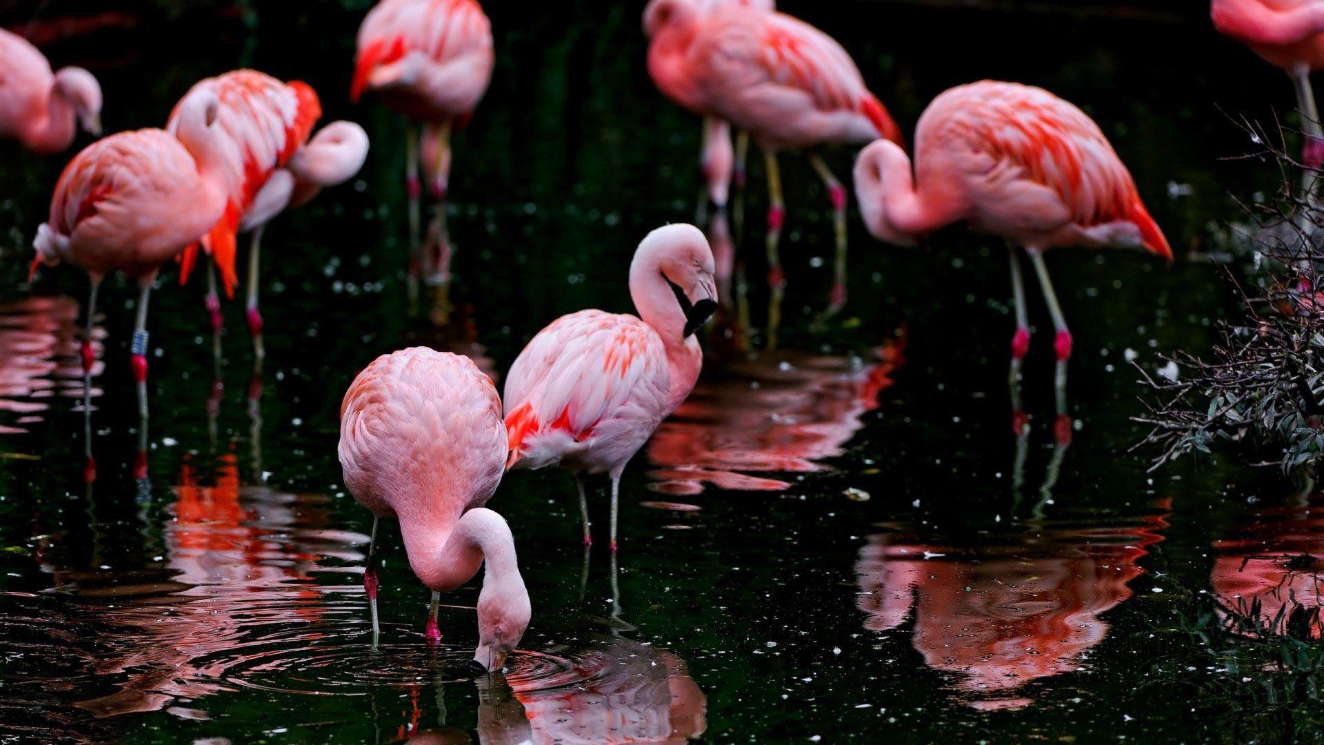 1920x1080 Flamingo Wallpaper