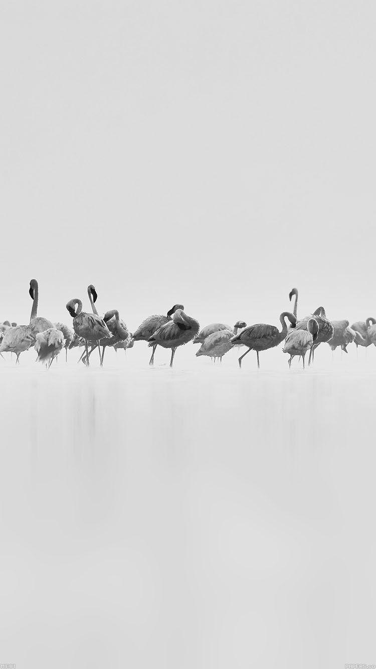 750x1334 iPhone7papers white peace animal nature birds