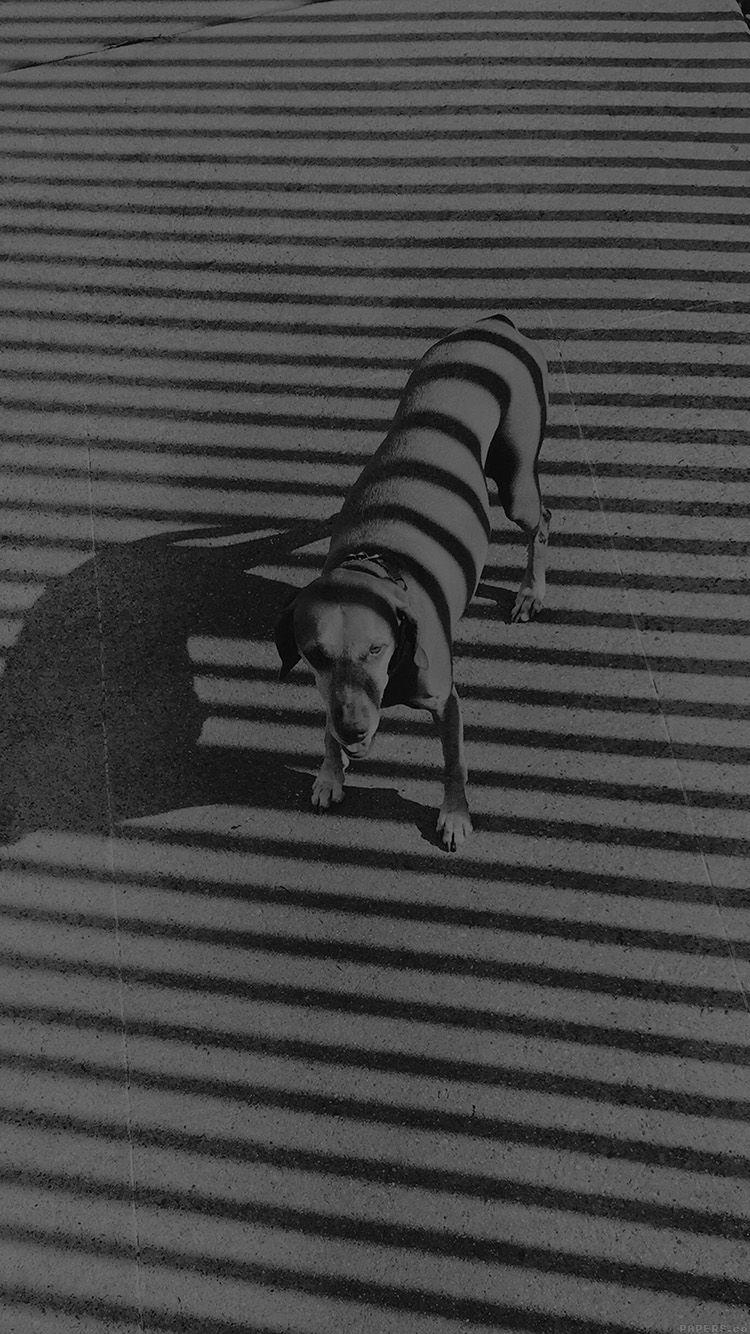 750x1334 iPhone7papers dog bw dark black photography art