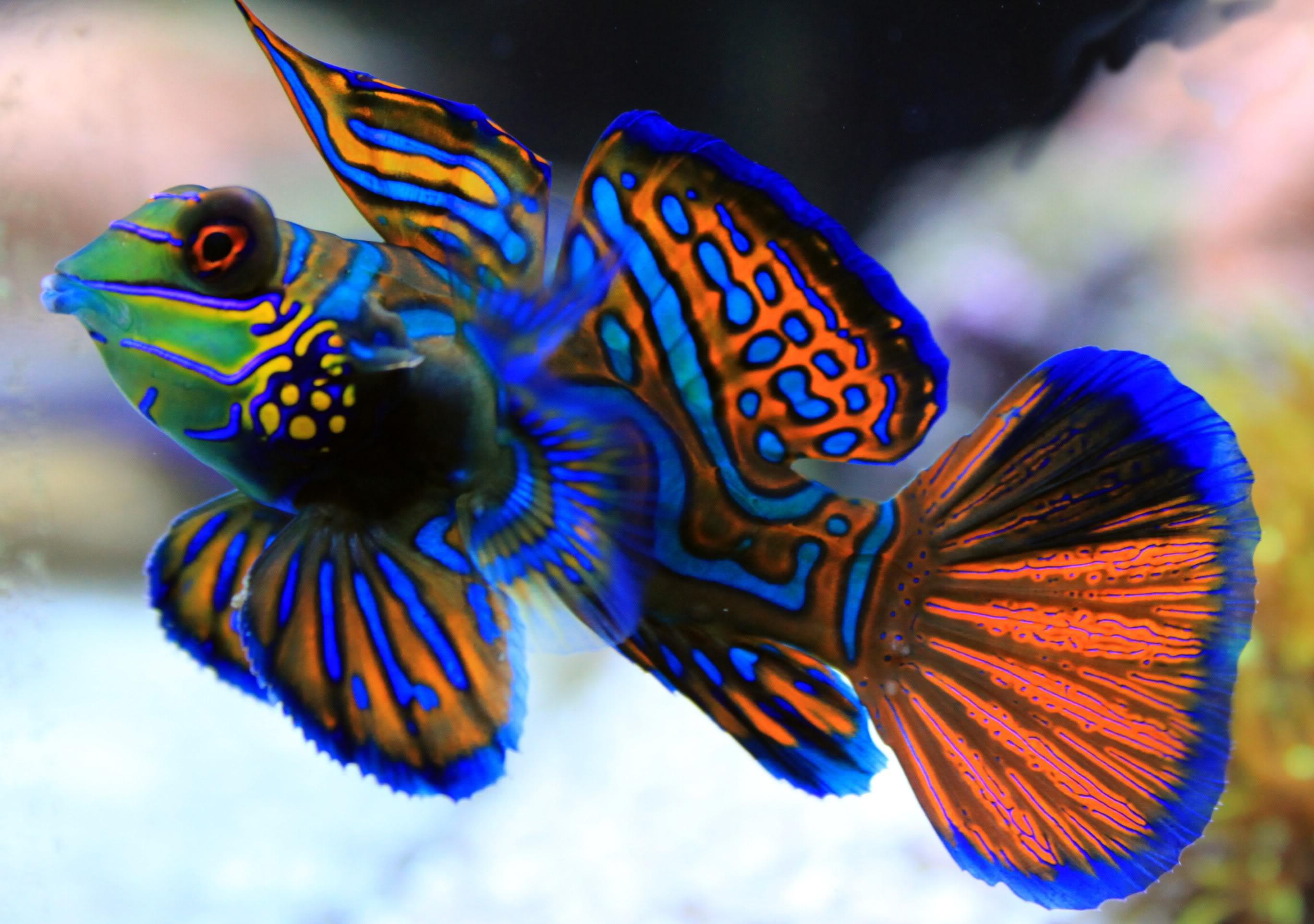 Mandarin Fish Wallpapers Top Free Mandarin Fish Backgrounds