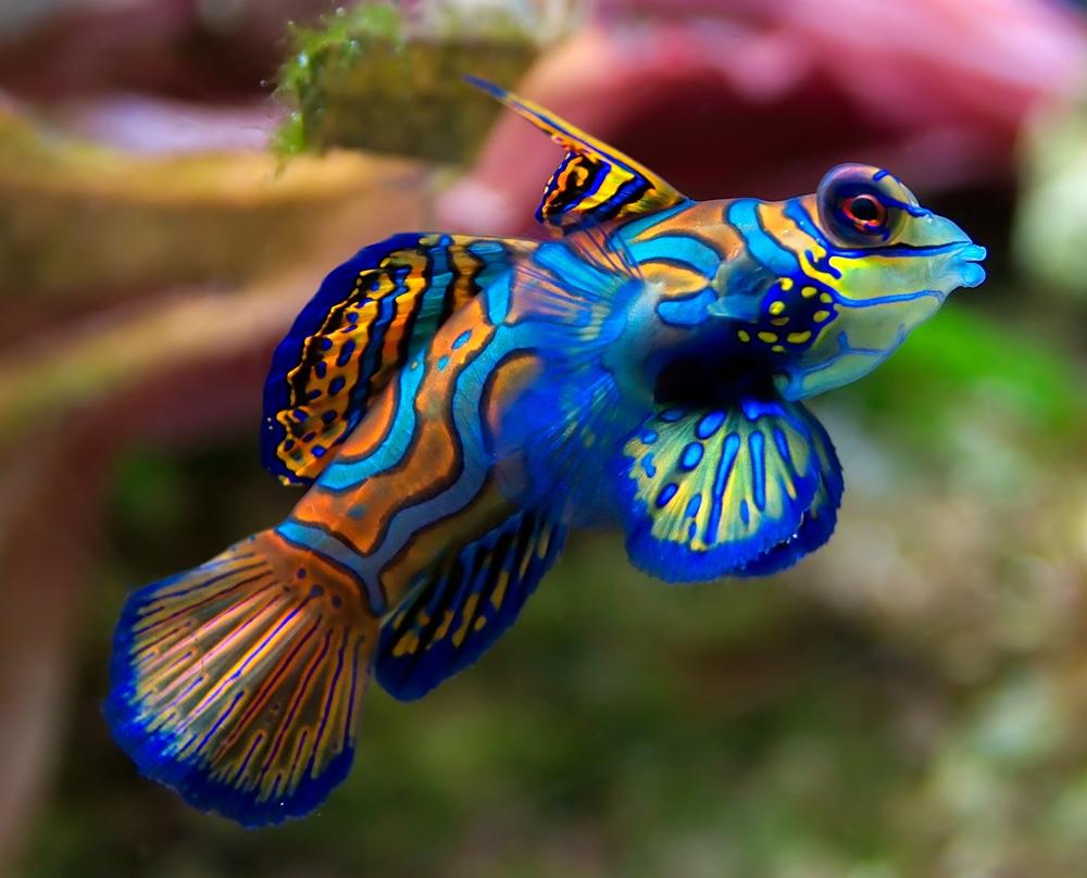 Mandarin Fish Wallpapers Top Free Mandarin Fish Backgrounds