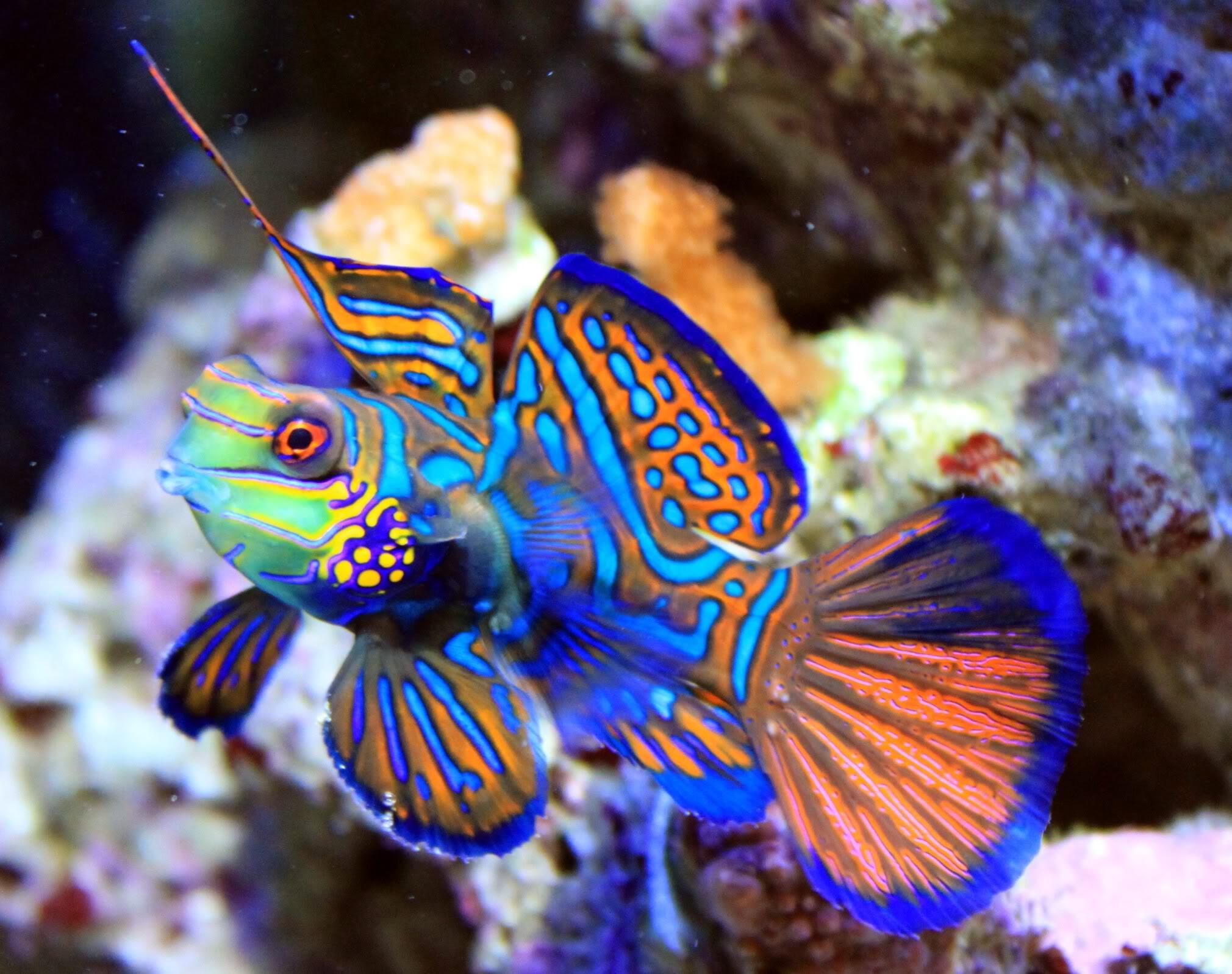 Mandarin Fish Wallpapers - Top Free Mandarin Fish Backgrounds ...