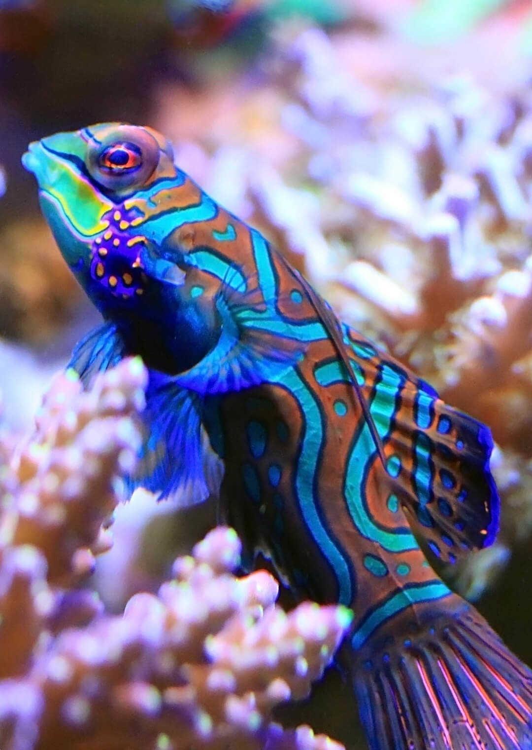 Mandarin Fish Wallpapers - Top Free Mandarin Fish Backgrounds ...