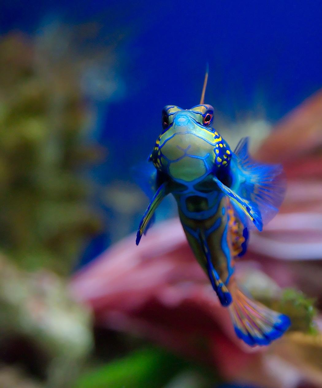 1050x1264 Mandarinfish (Mandarin Dragonet) Facts, Pet Care, Diet, Picture