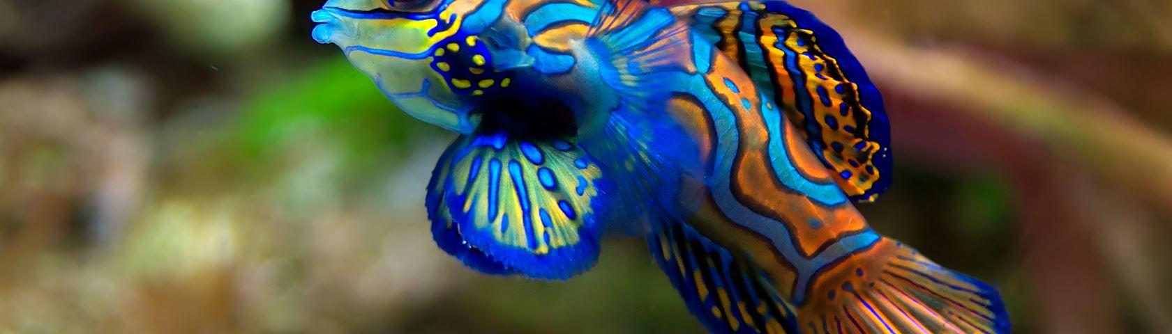 1680x480 Mandarinfish (Synchiropus Splendidus) • Image • WallpaperFusion by Binary Fortress Software