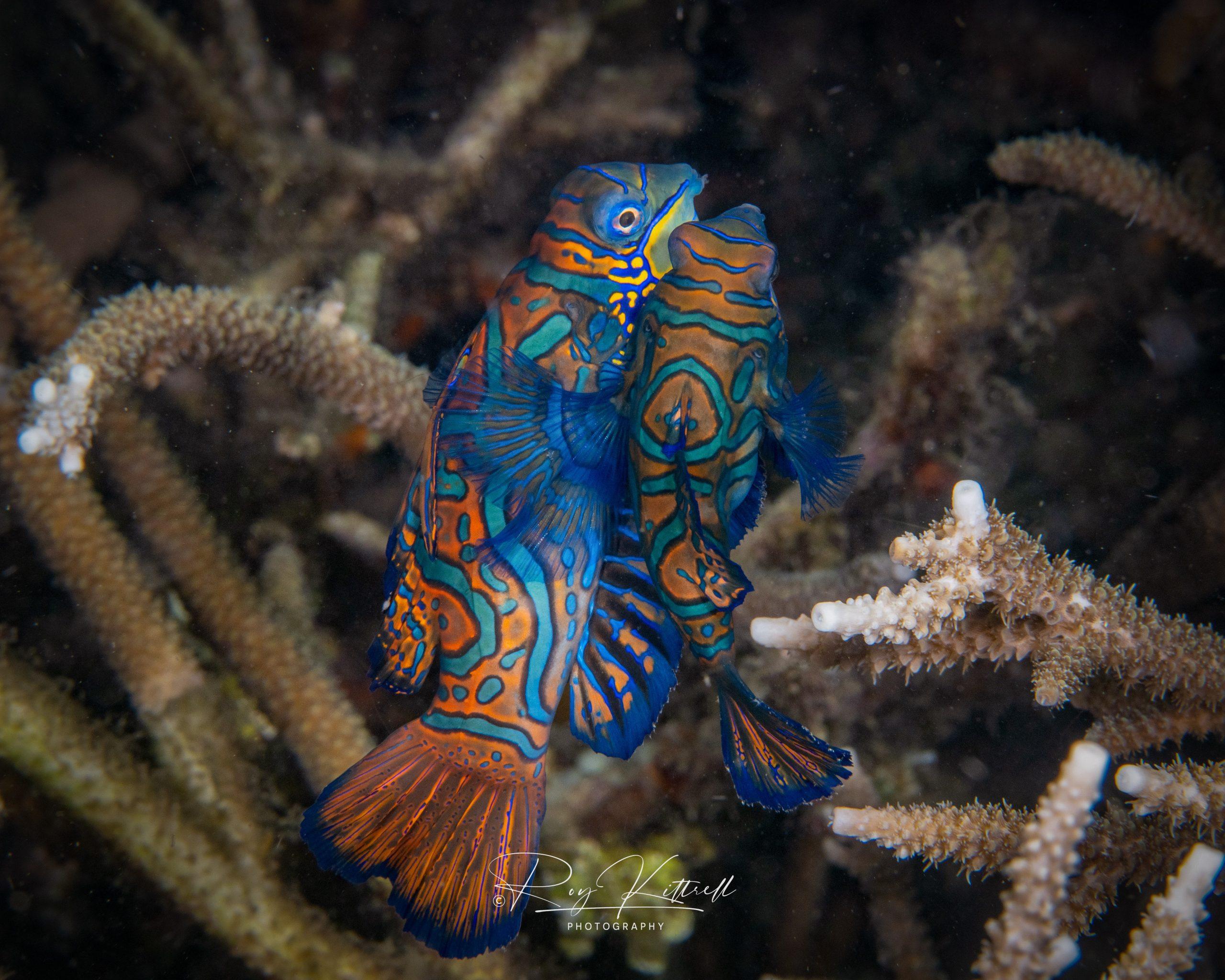 Mandarin Fish Wallpapers - Top Free Mandarin Fish Backgrounds