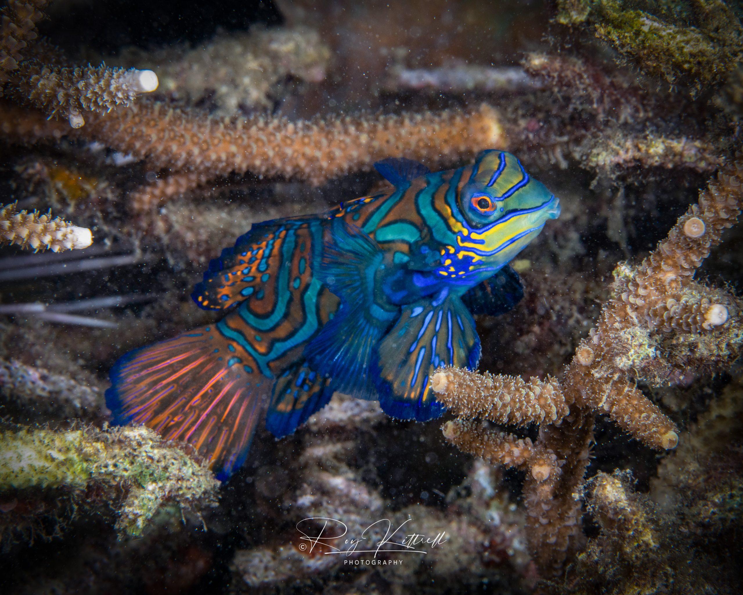 Mandarin Fish Wallpapers - Top Free Mandarin Fish Backgrounds ...