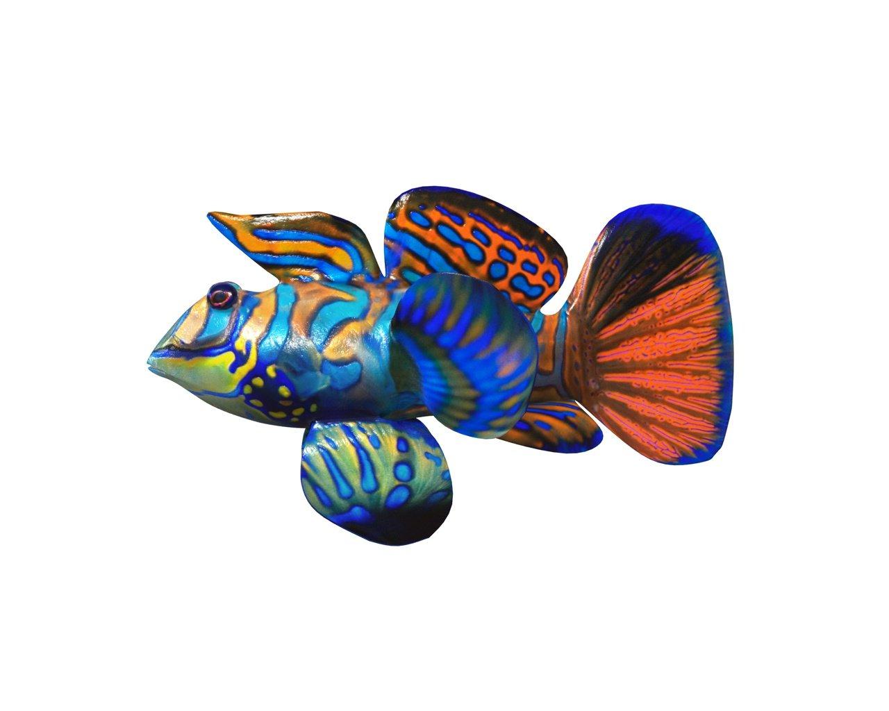 1280x1024 mandarin dragonet goby fish low poly 3D Model in Fish 3DExport