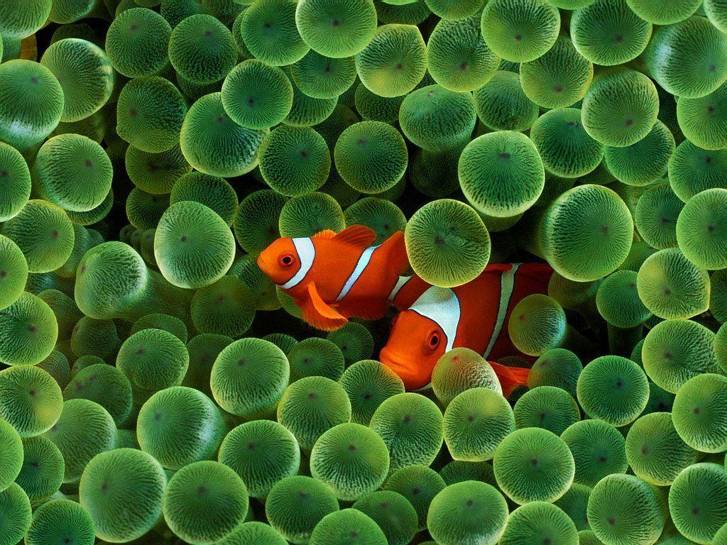 1024x768 Brightly Colored Fish Wallpaper