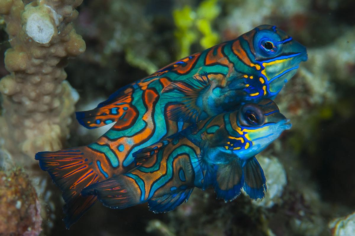 1200x800 Watching the Incredible Mating Dance of the Mandarinfish at Gangga Island Island Resort & Spa