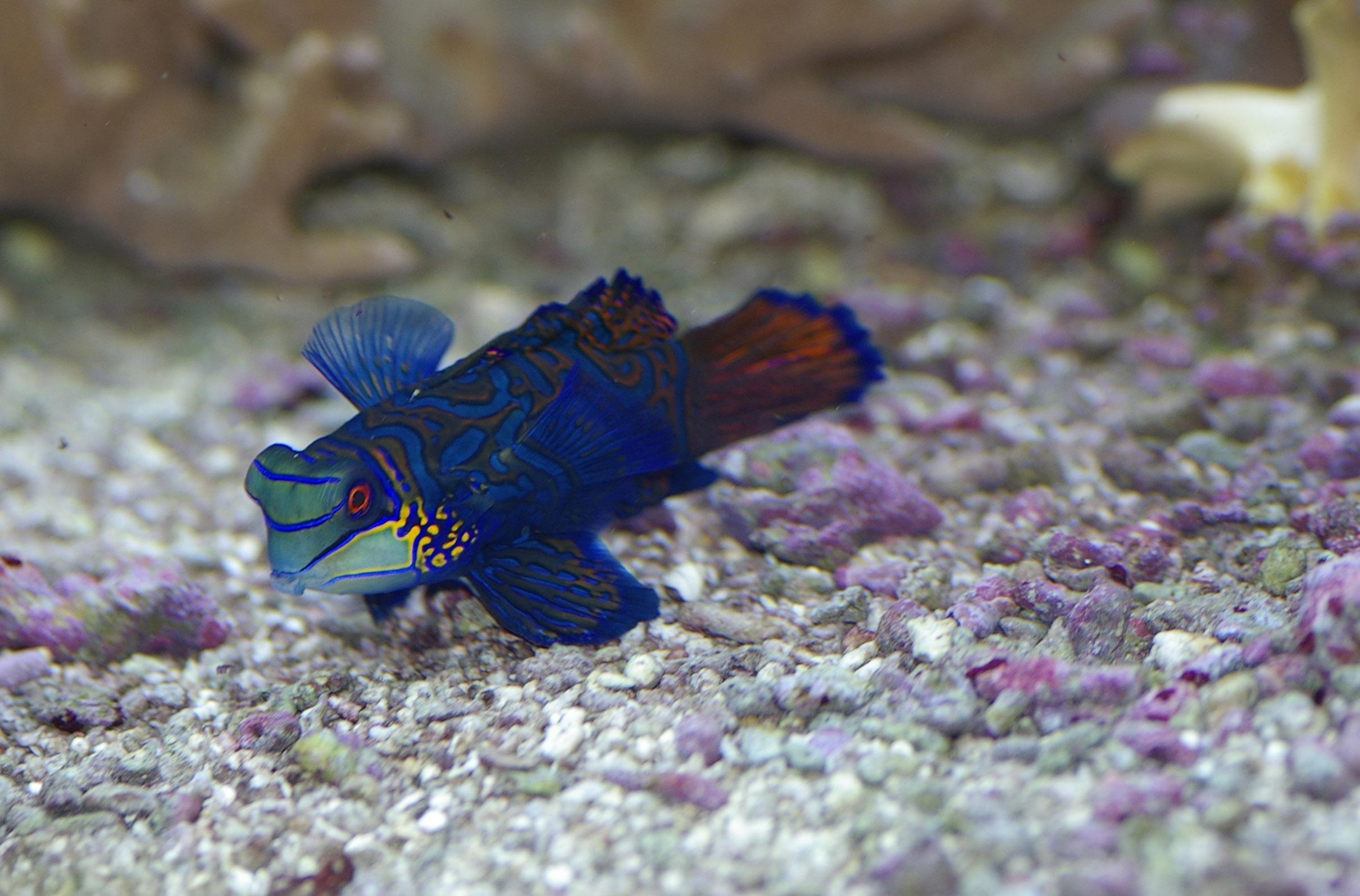 2421x1596 Free 1301 Green_Mandarin_Goby_