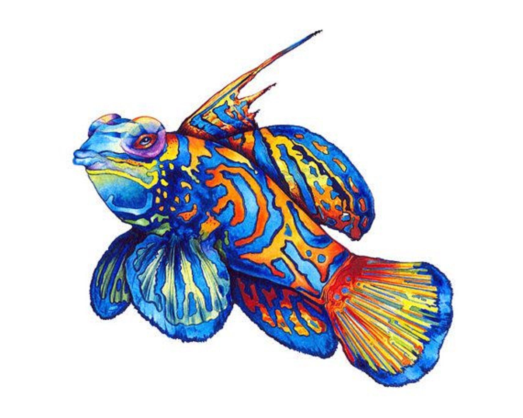 1710x1368 Art illustration & Seas: (Synchiropus splendidus) It is a marine fish of the family Callio. Mandarin fish, Watercolor fish, Fish painting