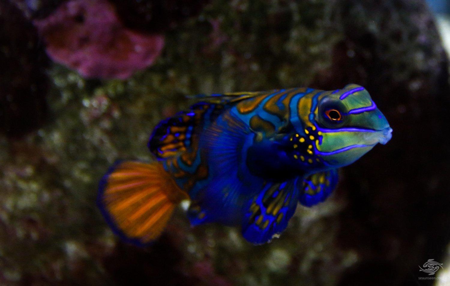 1500x953 Mandarin Dragonet and Photographs