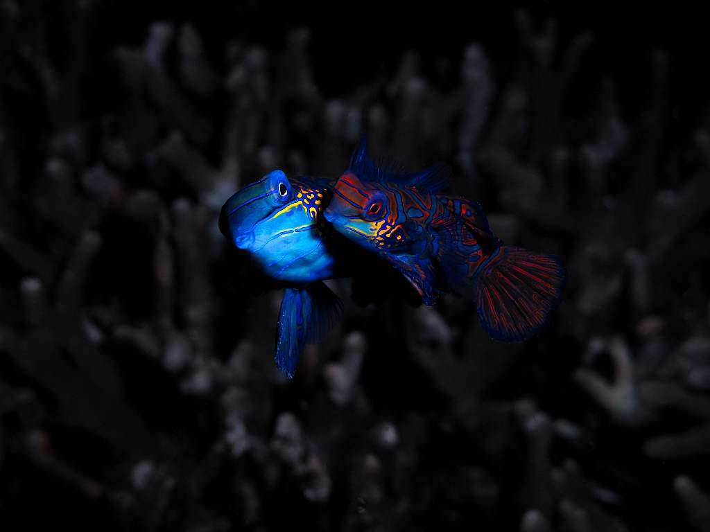 1024x768 Photo 2: mandarin fish
