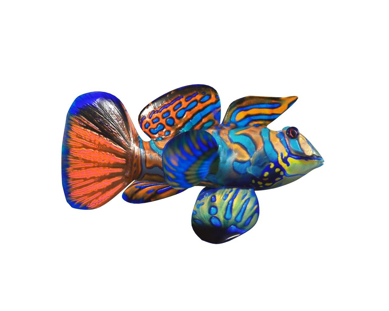 1280x1024 Mandarin Dragonet Goby 3D Model