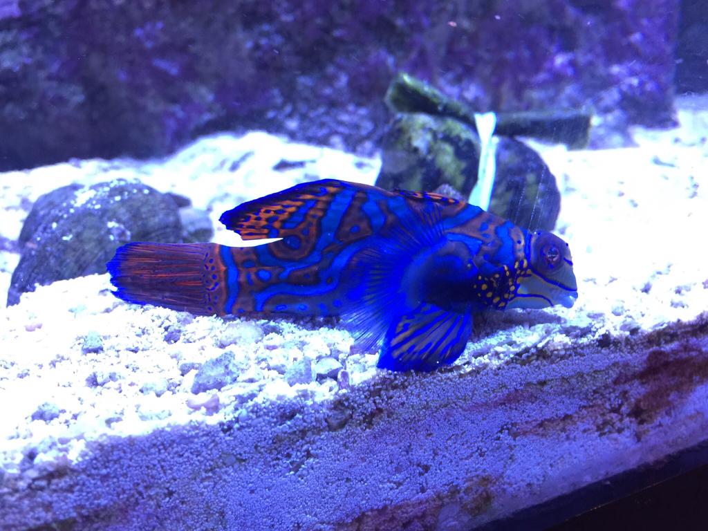 1024x768 Mandarin Goby Parasite. REEF2REEF Saltwater and Reef Aquarium Forum