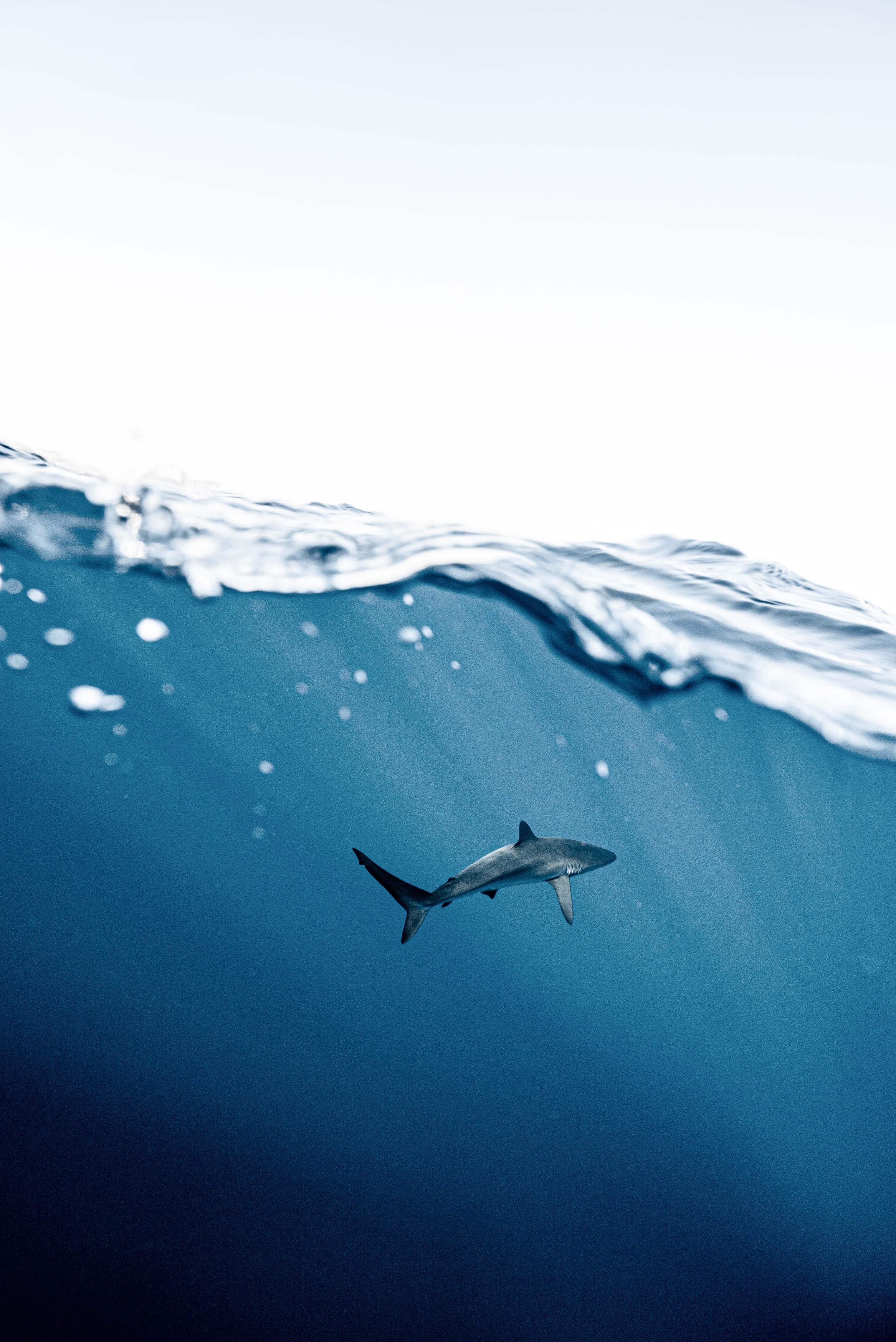 2832x4240 Aquatic Life Photo, Download The BEST