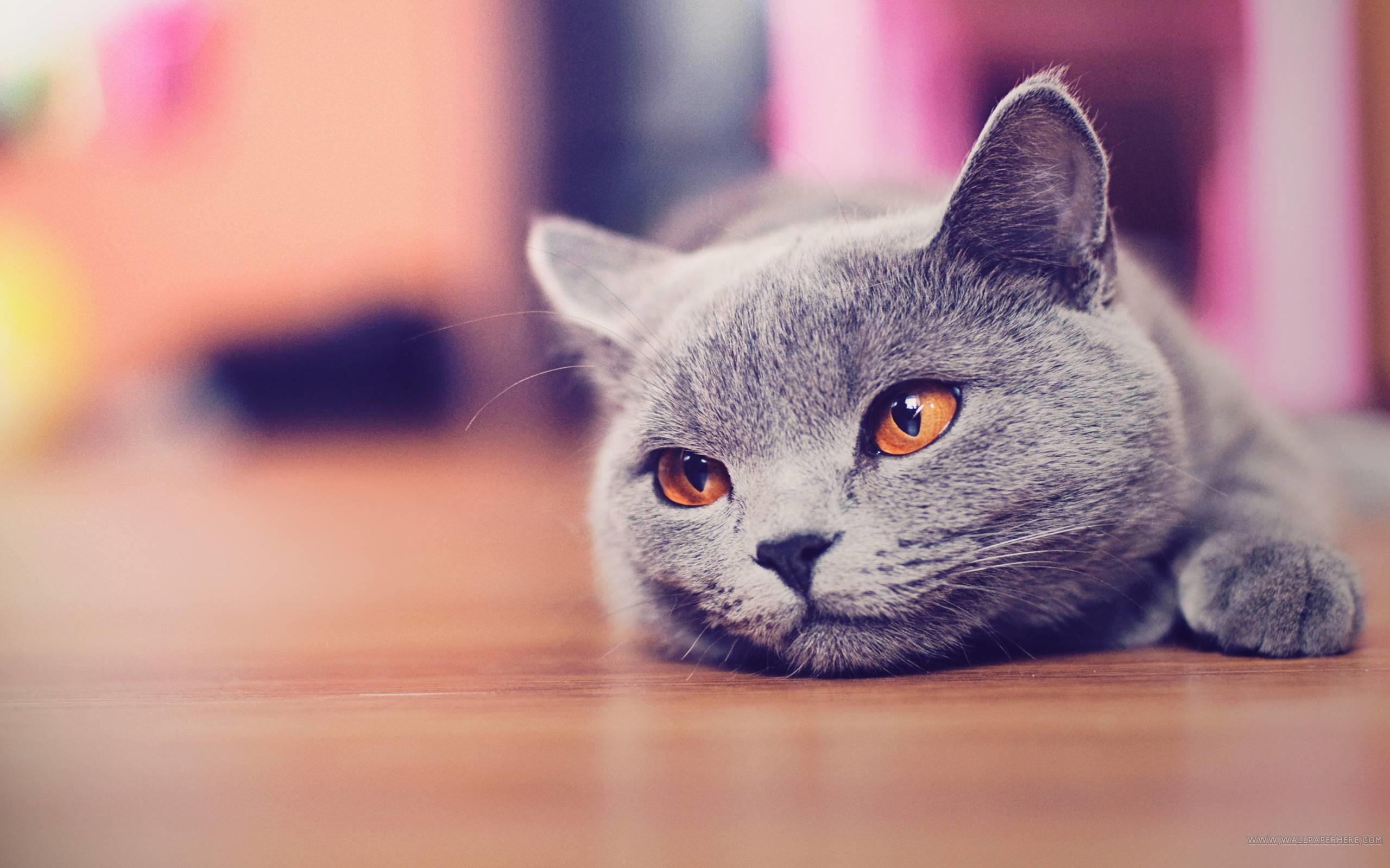 2560x1600 Cat Wallpaper for Desktop