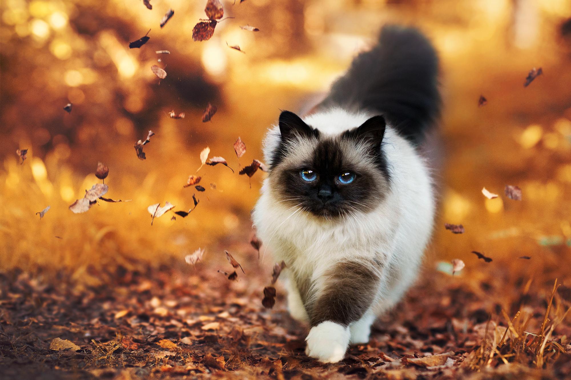 2000x1333 Himalayan Cat HD Wallpaper and Background