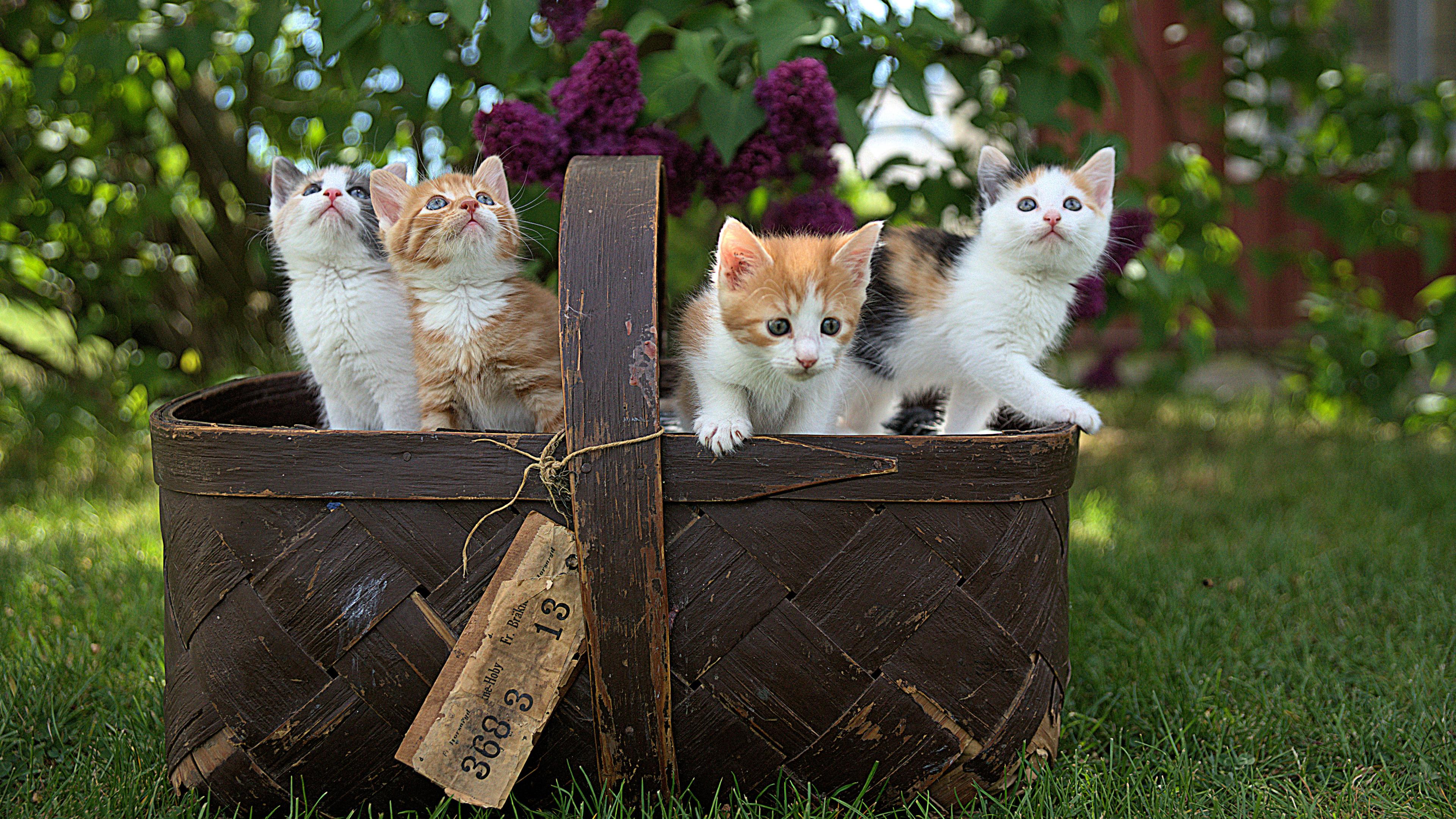 3840x2160 Cats Wallpaper DeskK Like Cats Very Much