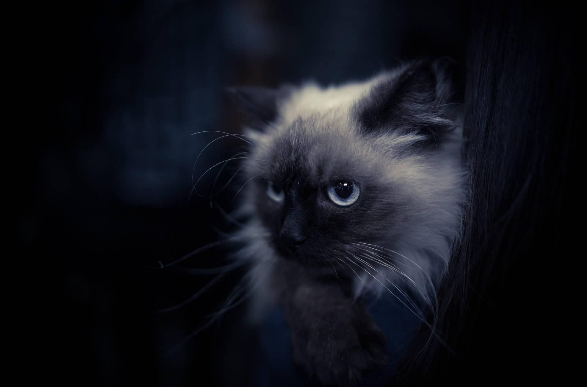 1920x1267 Cool Cat Wallpaper for FREE