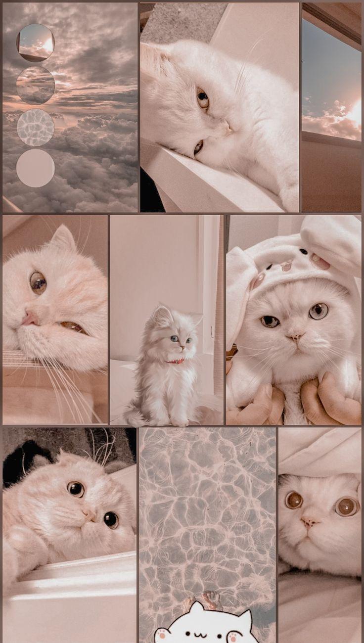 736x1300 Aesthetic cat wallpaper di 2021. Boneka binatang, Anak kucing menggemaskan, Anak kucing gemas. Sevimli yavru kediler, Komik kedi yavruları, Kediler ve yavruları