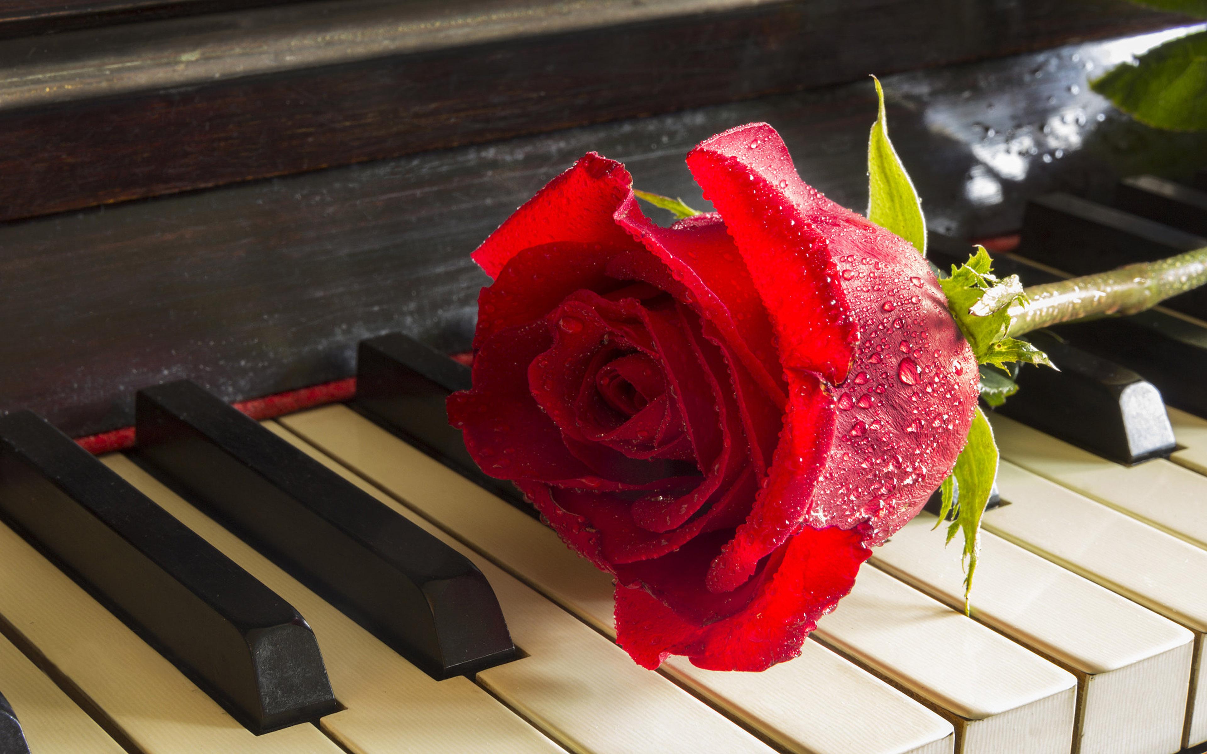 3840x2400 Red Rose On Piano Relaxing Music Meditation Desktop HD Wallpaper For Mobile Phones And Computer 3840x2400 :