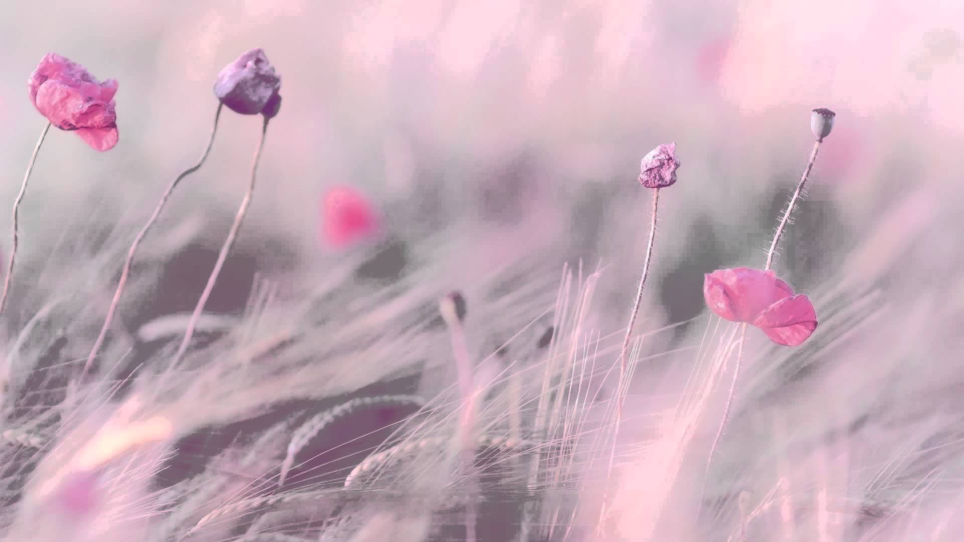 1920x1080 Free download HOURS Best Relaxing Music Romantic Piano [1920x1080] for your Desktop, Mobile & Tablet. Explore Soothing Background. Soothing Desktop Background, Soothing Background, Best Soothing Background Wallpaper