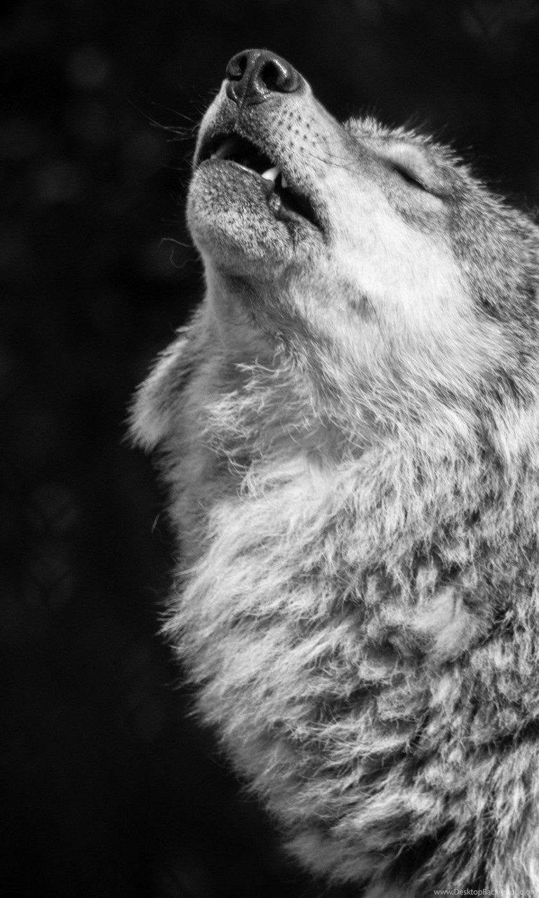 768x1280 Grey Wolf Wallpaper, Grey Wolf Background, New Wallpaper Desktop