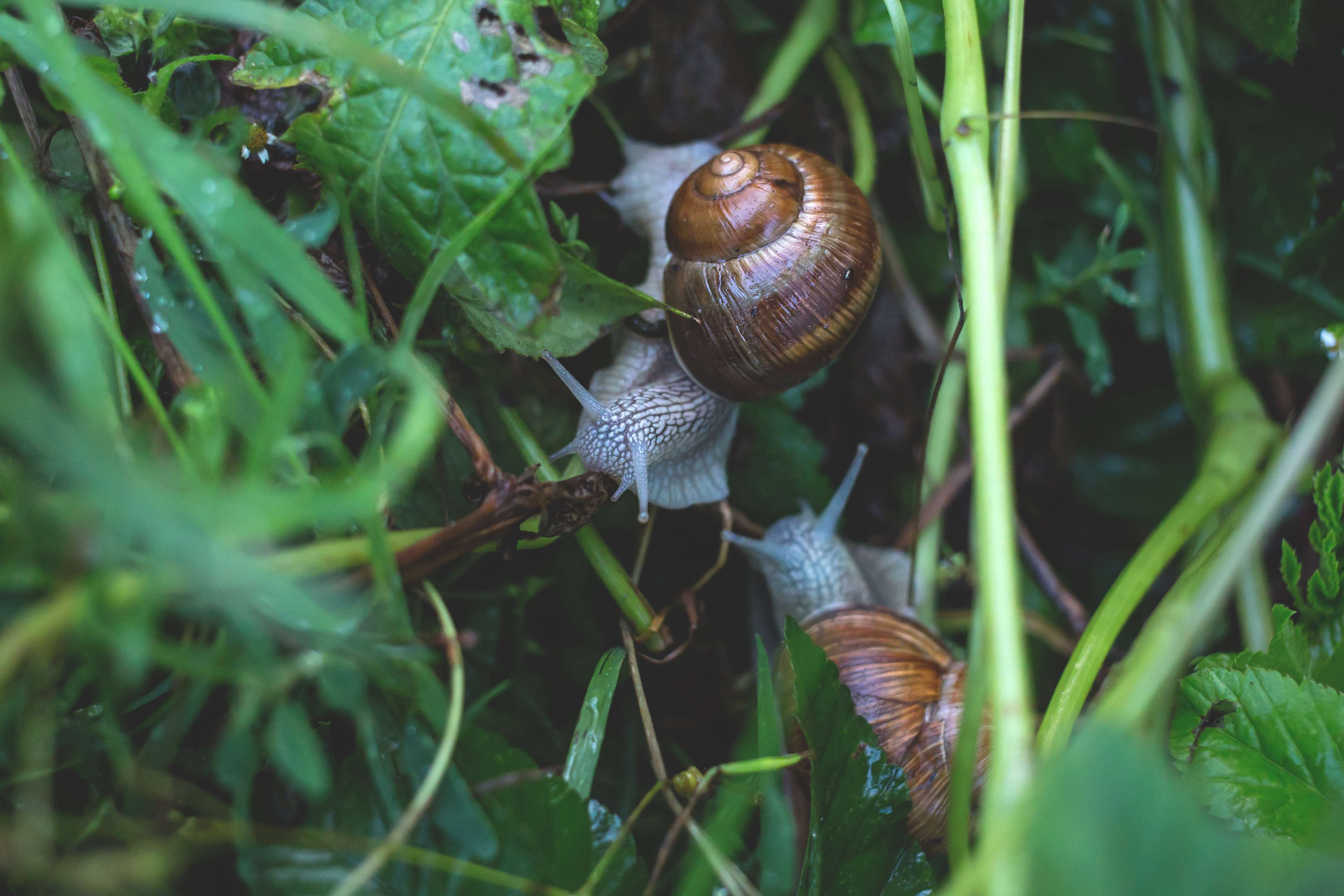 3840x2560 slimy HD wallpaper, background