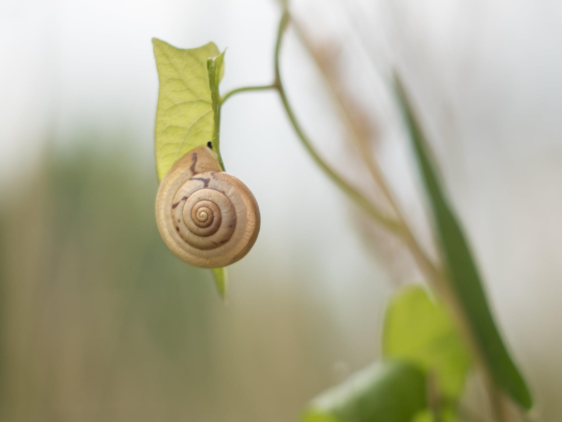 1920x1440 slimy 1080P, 2k, 4k Full HD Wallpaper, Background Free Download