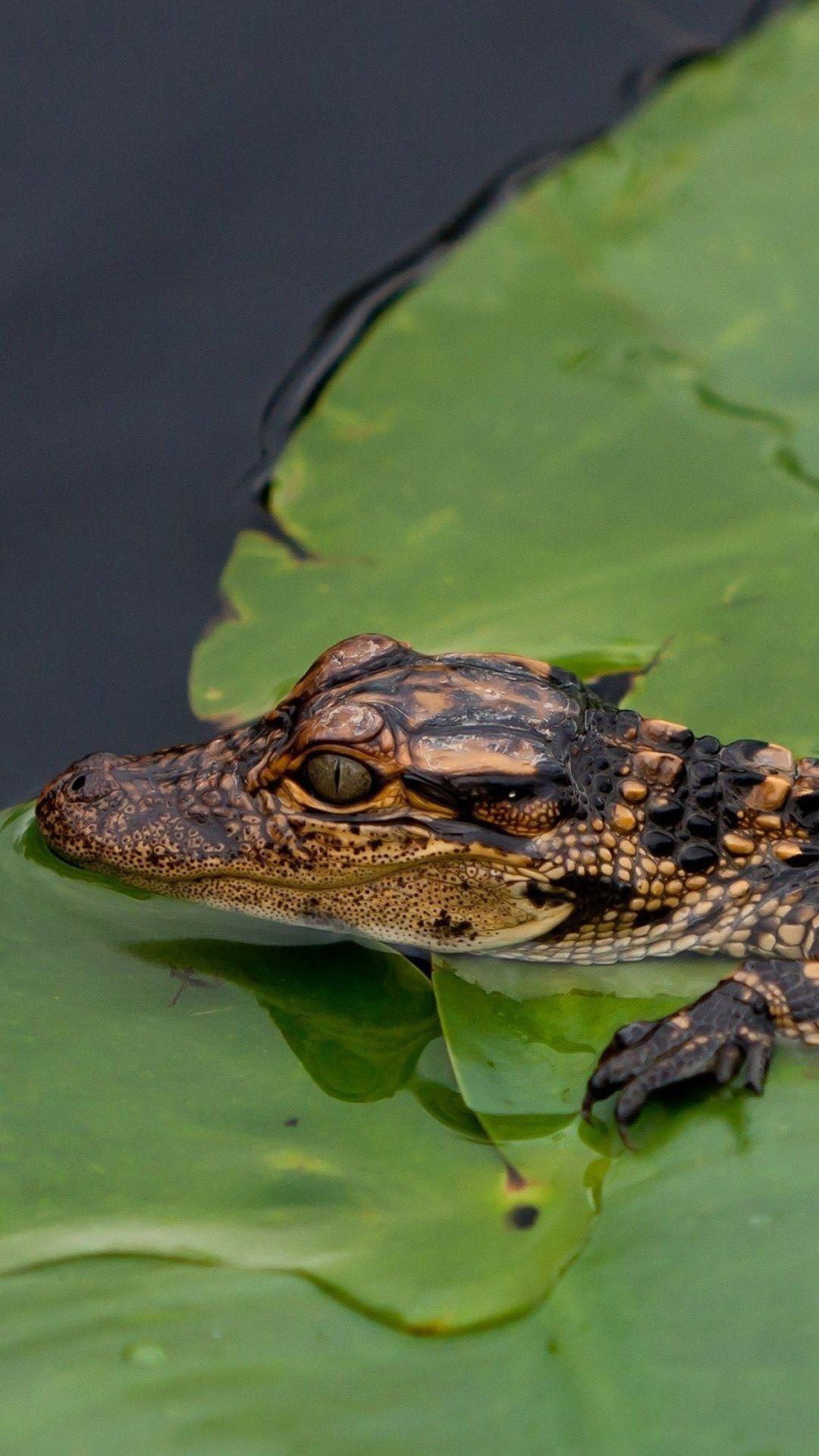 1080x1920 Small Crocodile Android wallpaper HD wallpaper