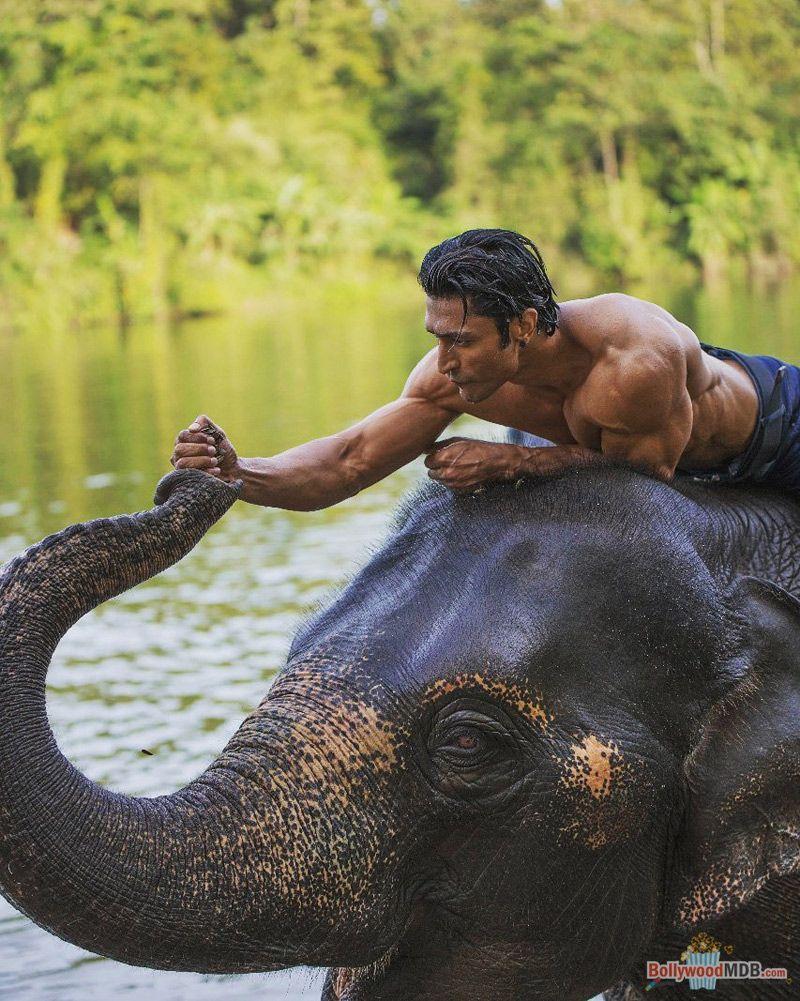 Junglee Wallpapers Top Free Junglee Backgrounds WallpaperAccess