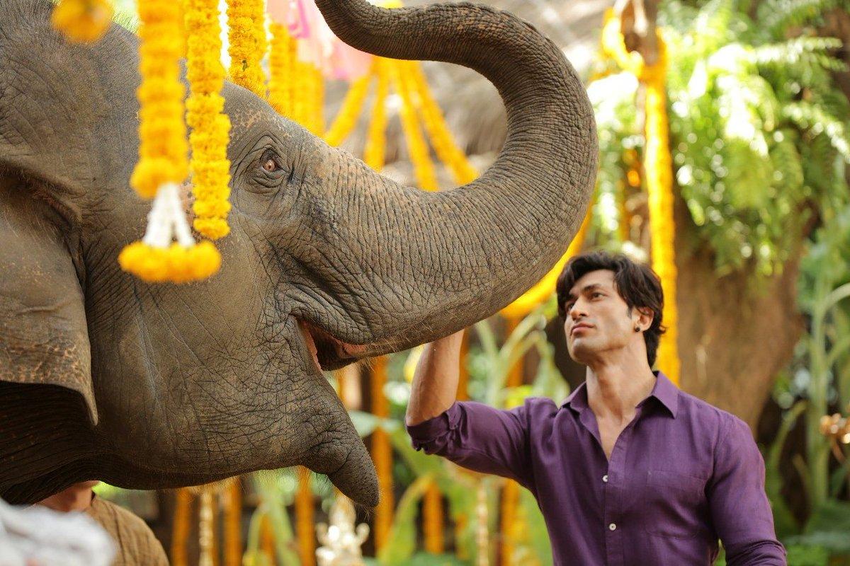 1200x800 Junglee Fan Photo. Junglee Photo, Image, Picture # 62425