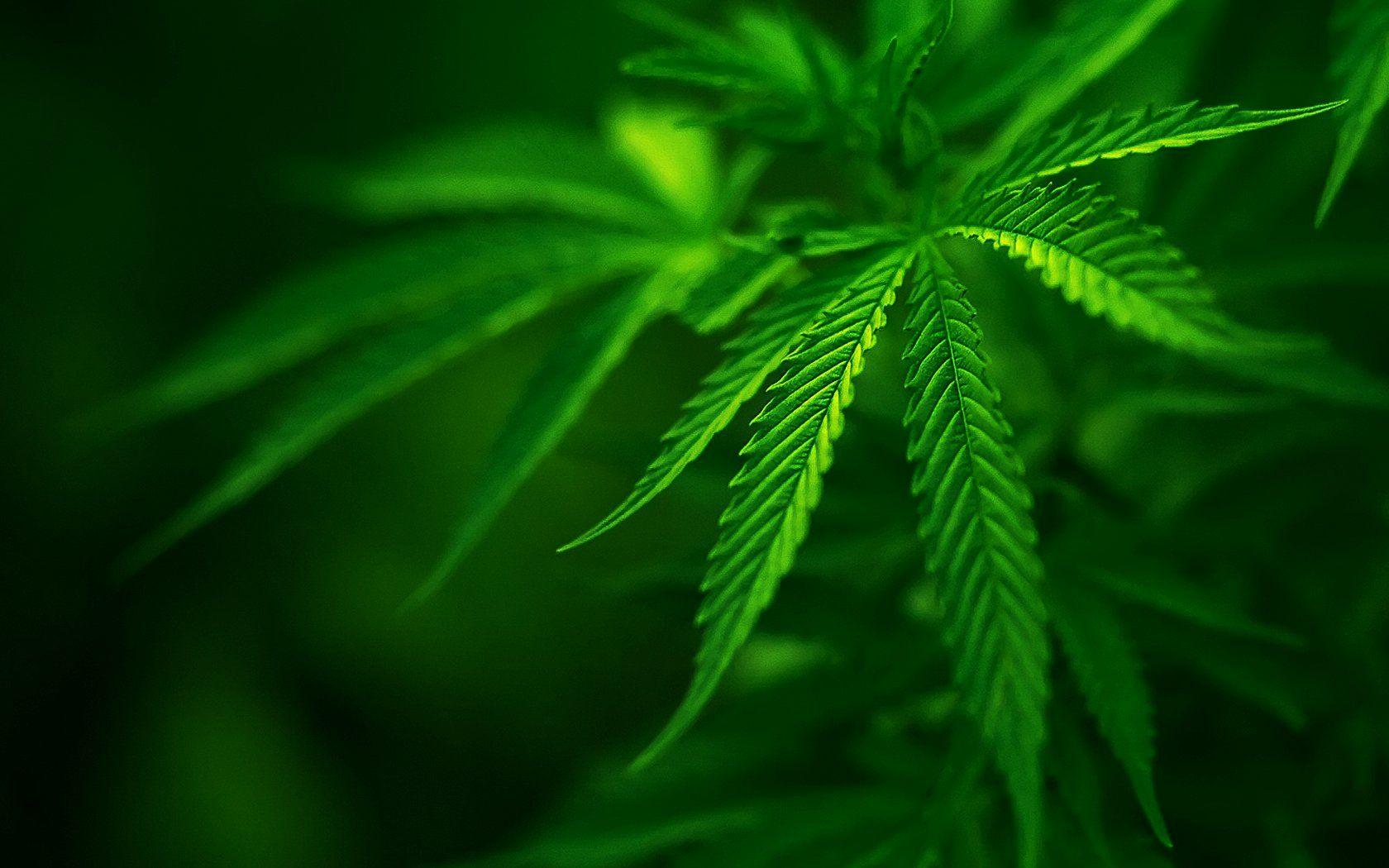 1680x1050 ditchweed, bud, landscape dope, nature wallpaper, grass, marijuana