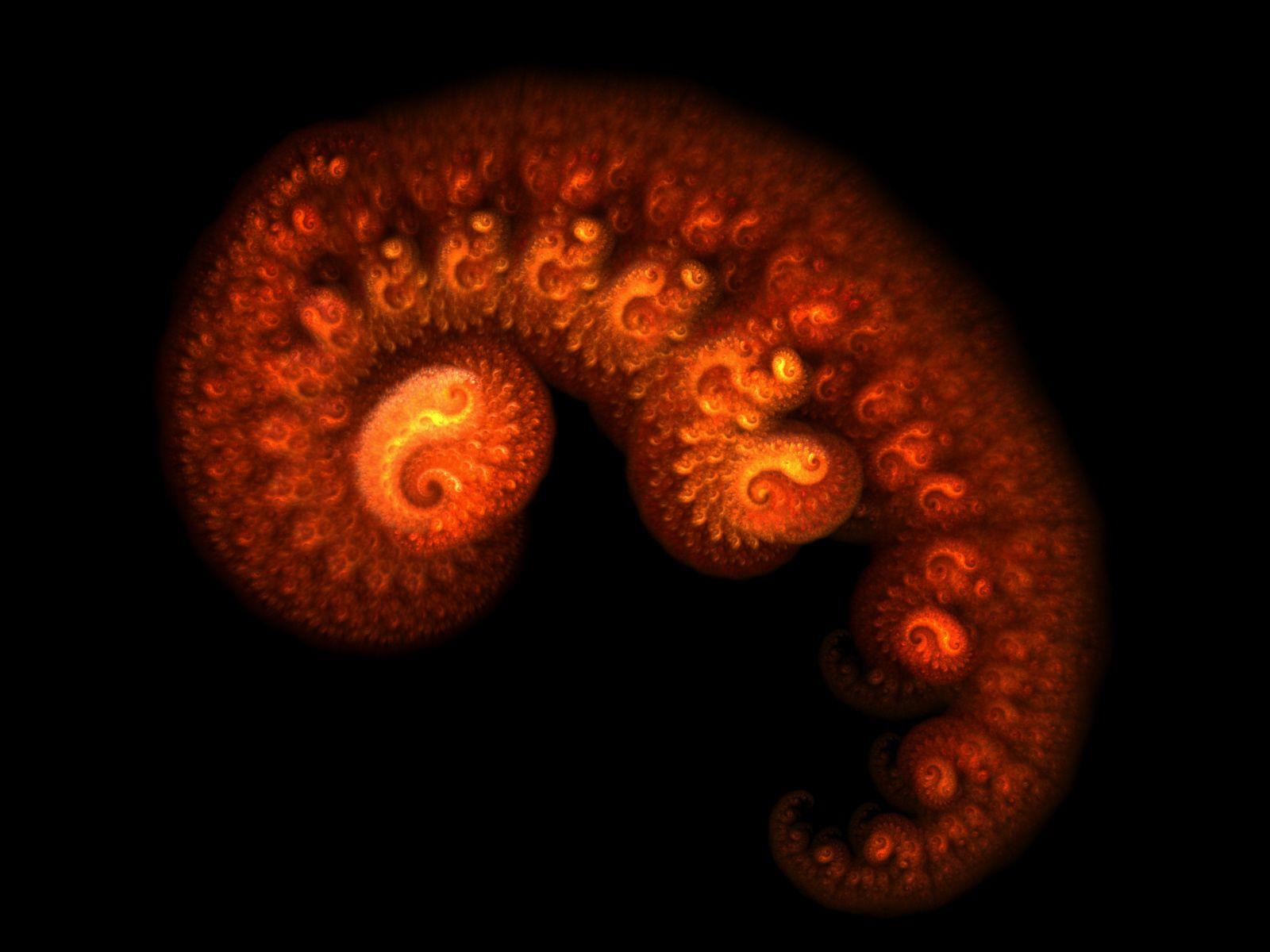 Embryo Wallpapers - Top Free Embryo Backgrounds - WallpaperAccess