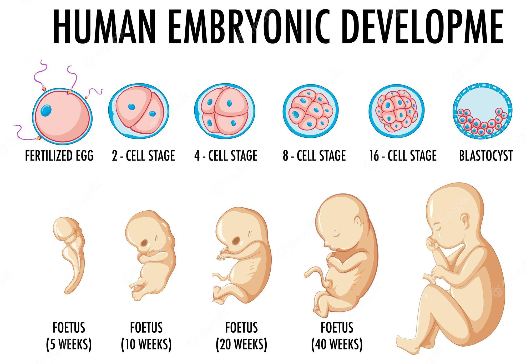 6 letter words from embryo