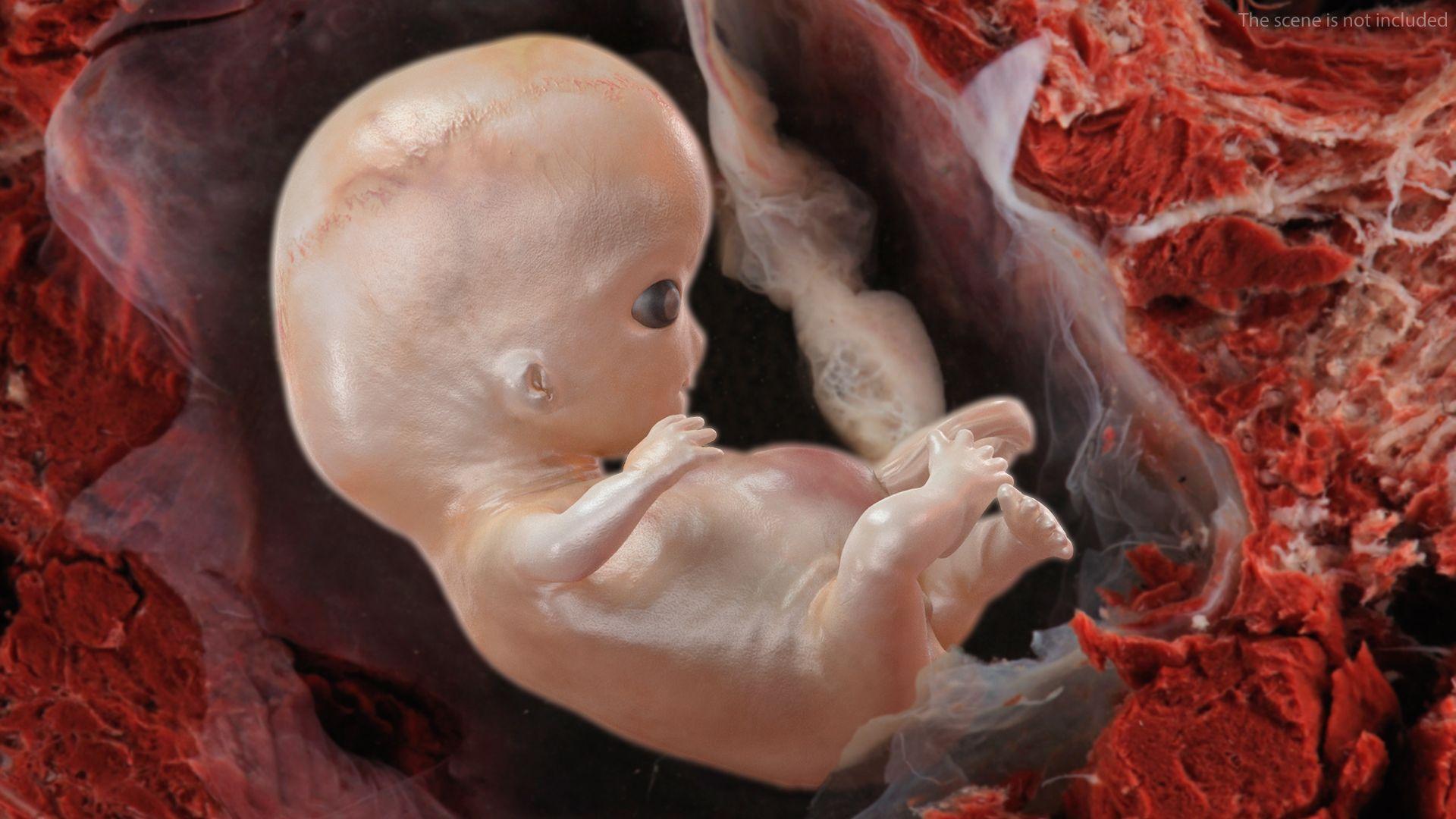 1920x1080 First Trimester Human Embryos Collection 3D Model $109 - .ma .c4d .max .obj .lxo .unknown .blend .fbx .3Ds