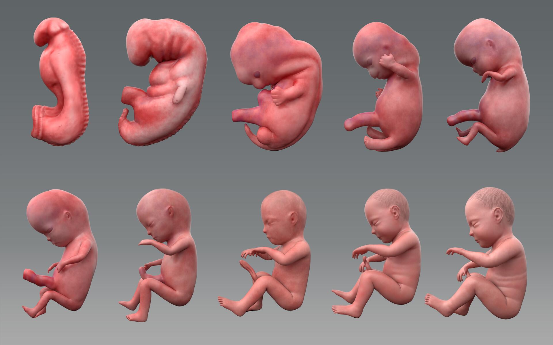Embryo Wallpapers Top Free Embryo Backgrounds WallpaperAccess