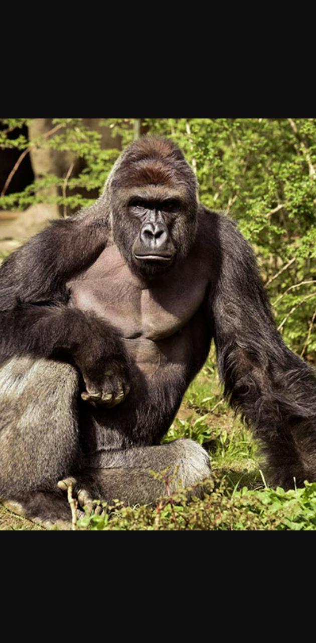 630x1280 Harambe wallpaper