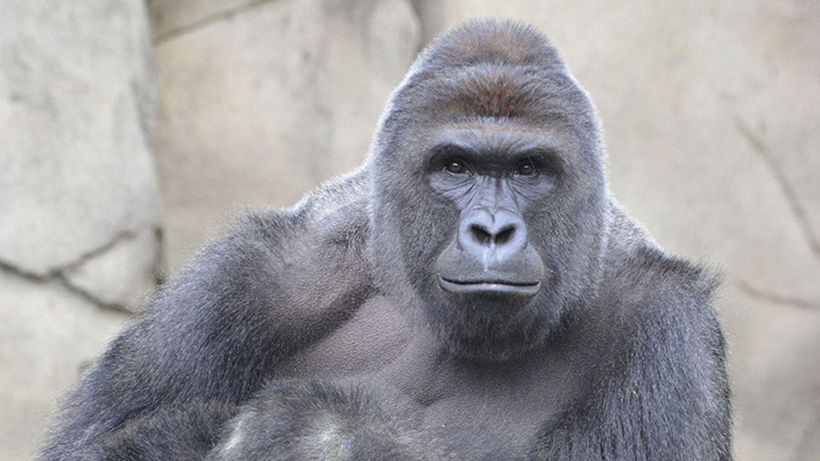 1600x900 Harambe the gorilla reveals Americans' hypocrisy about animal suffering