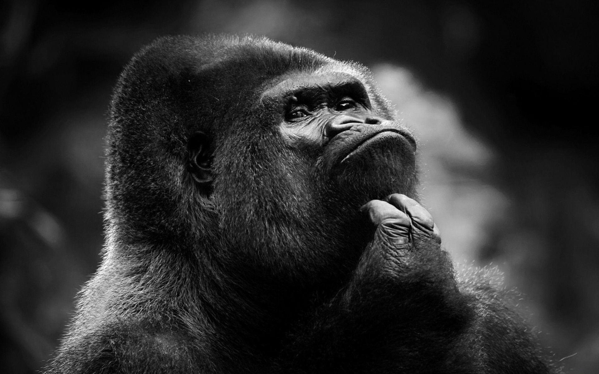 1920x1200 illustration, gorillas, harambe, poly, dicks out, darkness, screenshot, computer Gallery HD Wallpaper
