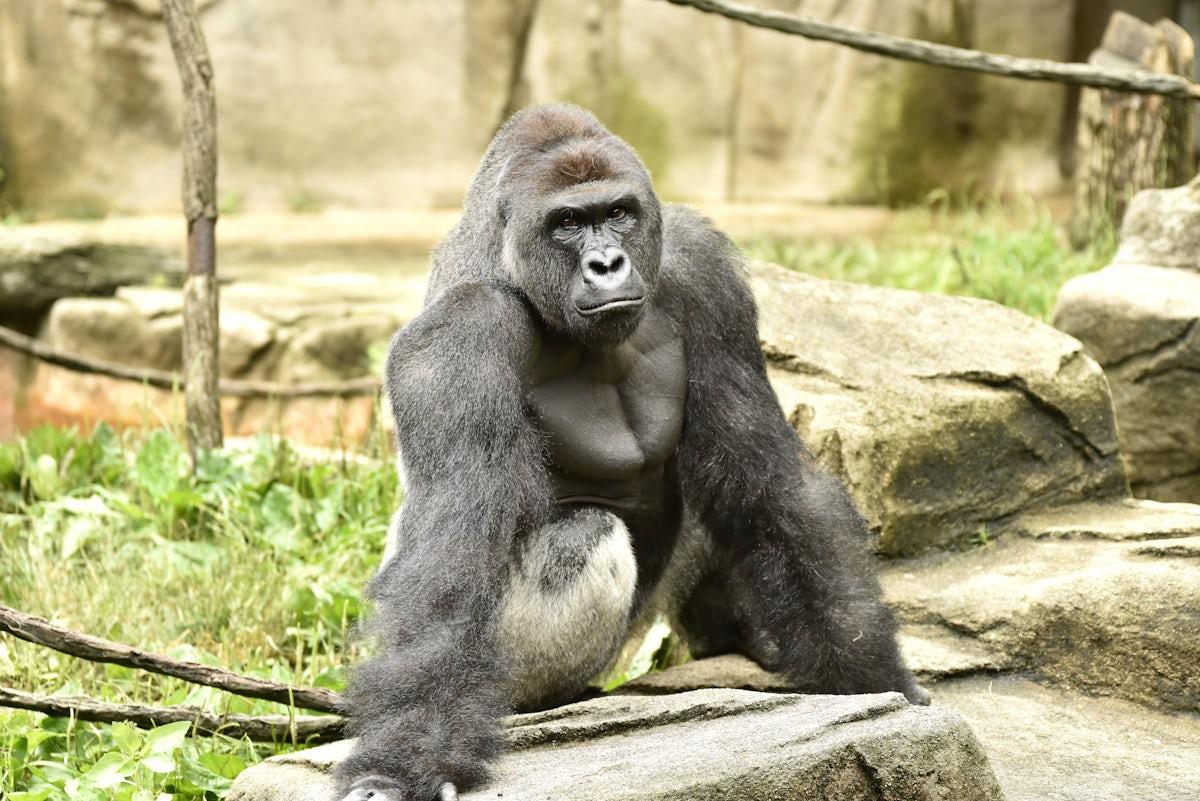 1200x801 Harambe