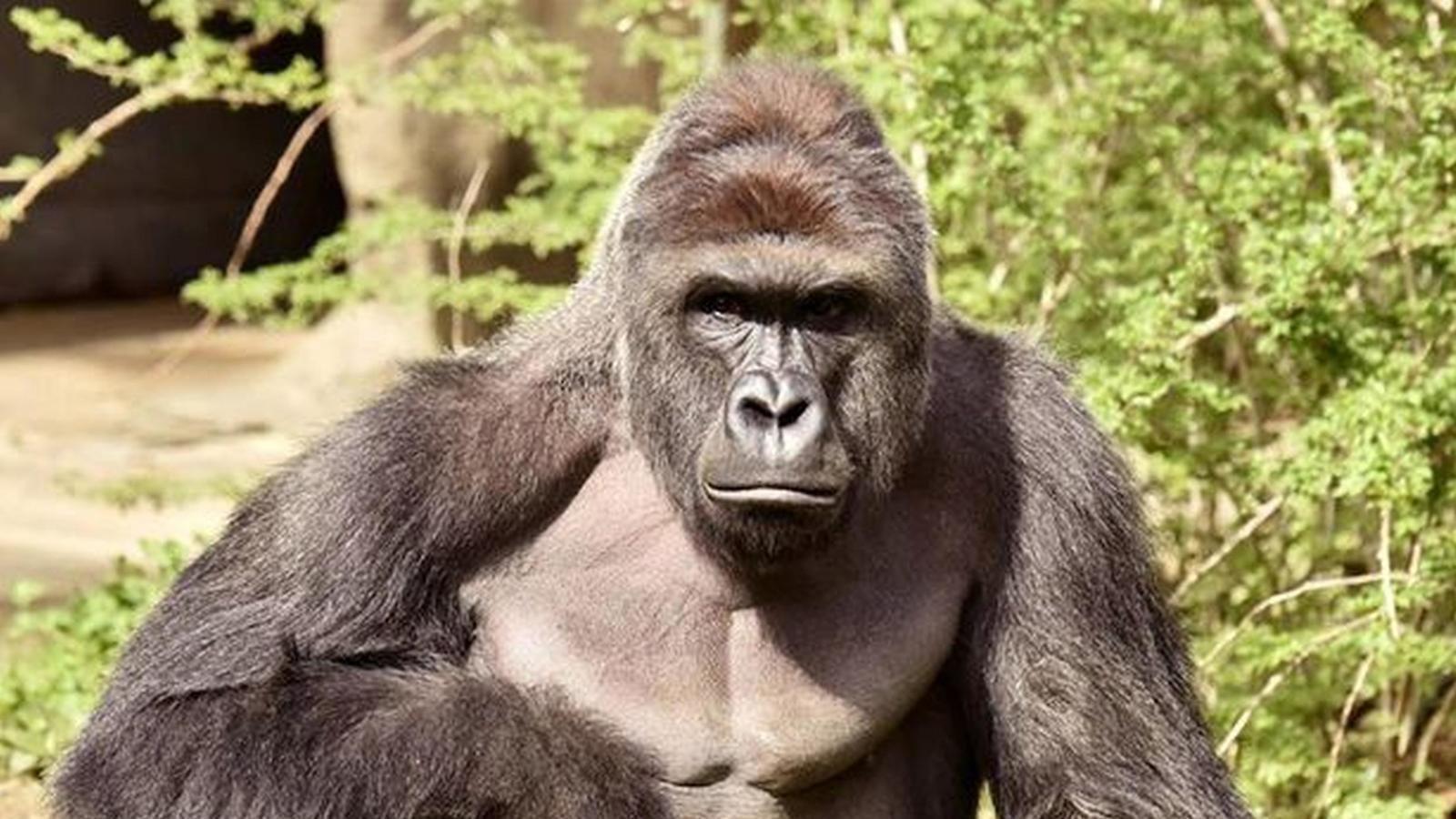 1600x900 Petition · CLONE HARAMBE ·