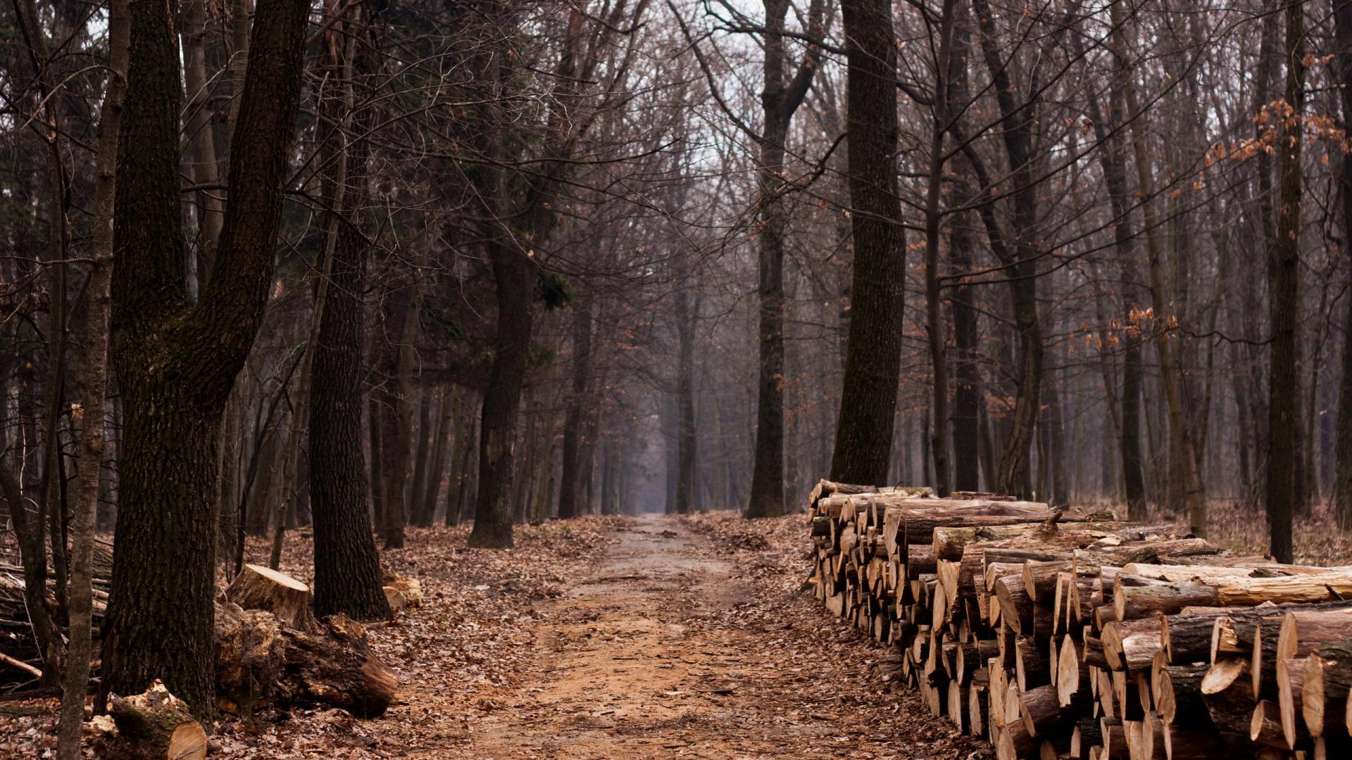 1920x1080 Download Wallpaper 1920x1080 wood, logs, firewood, trees, autumn, stubs Full HD 1080p HD Background