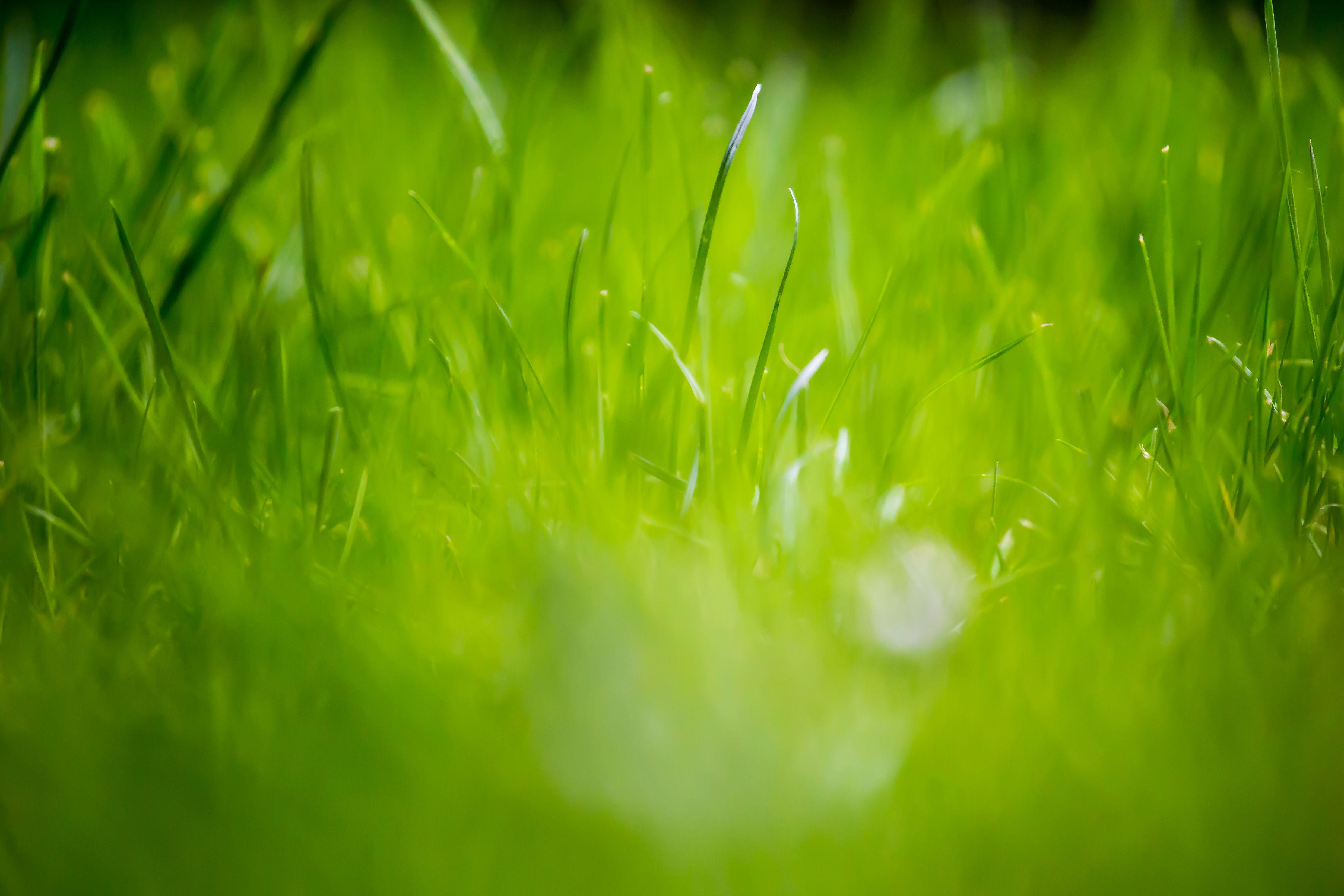 Green Grass Wallpapers - Top Free Green Grass Backgrounds - WallpaperAccess