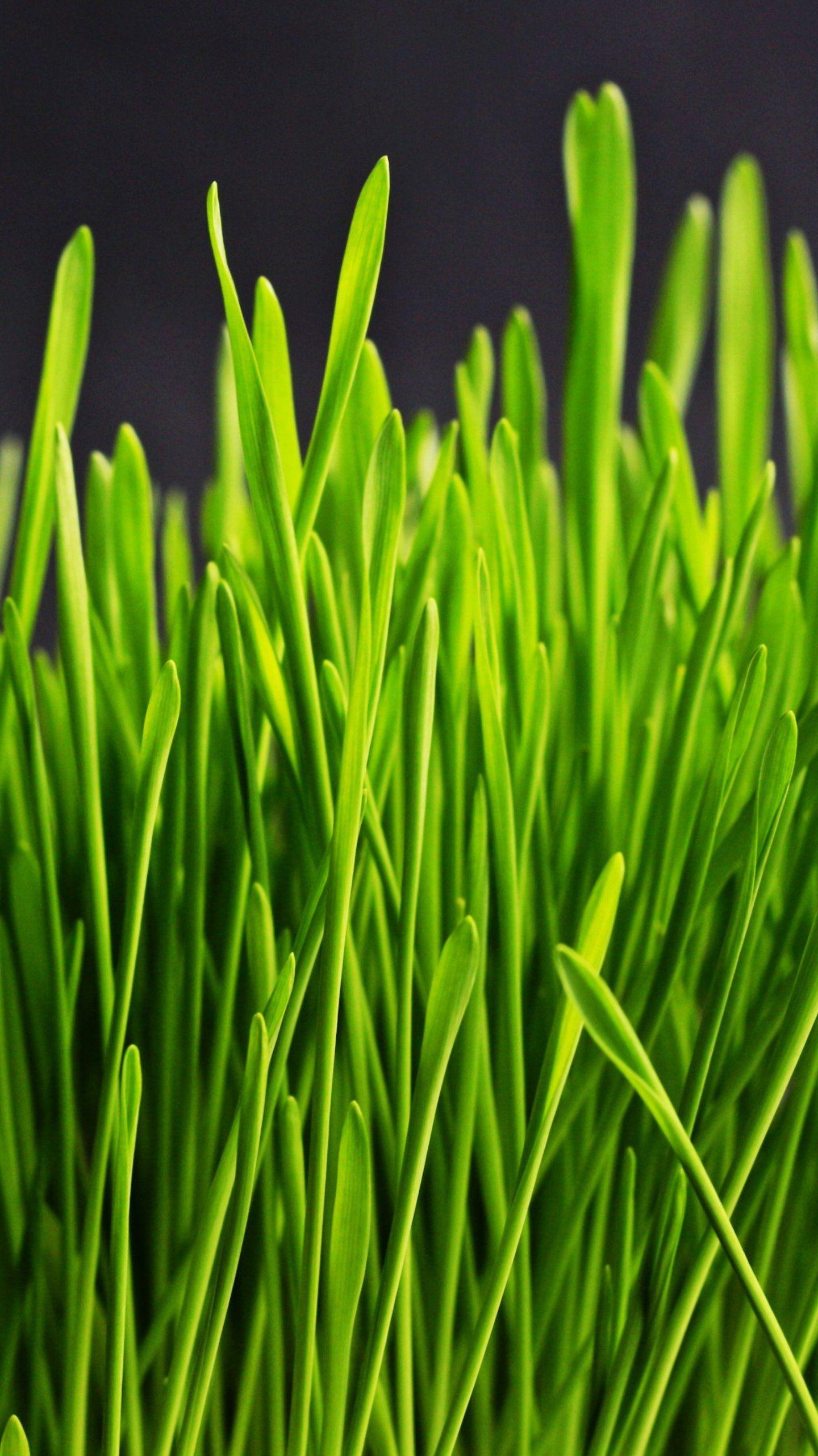 Hình nền cỏ xanh 1440x2560 - Nền iPhone, Android & Máy tính để bàn