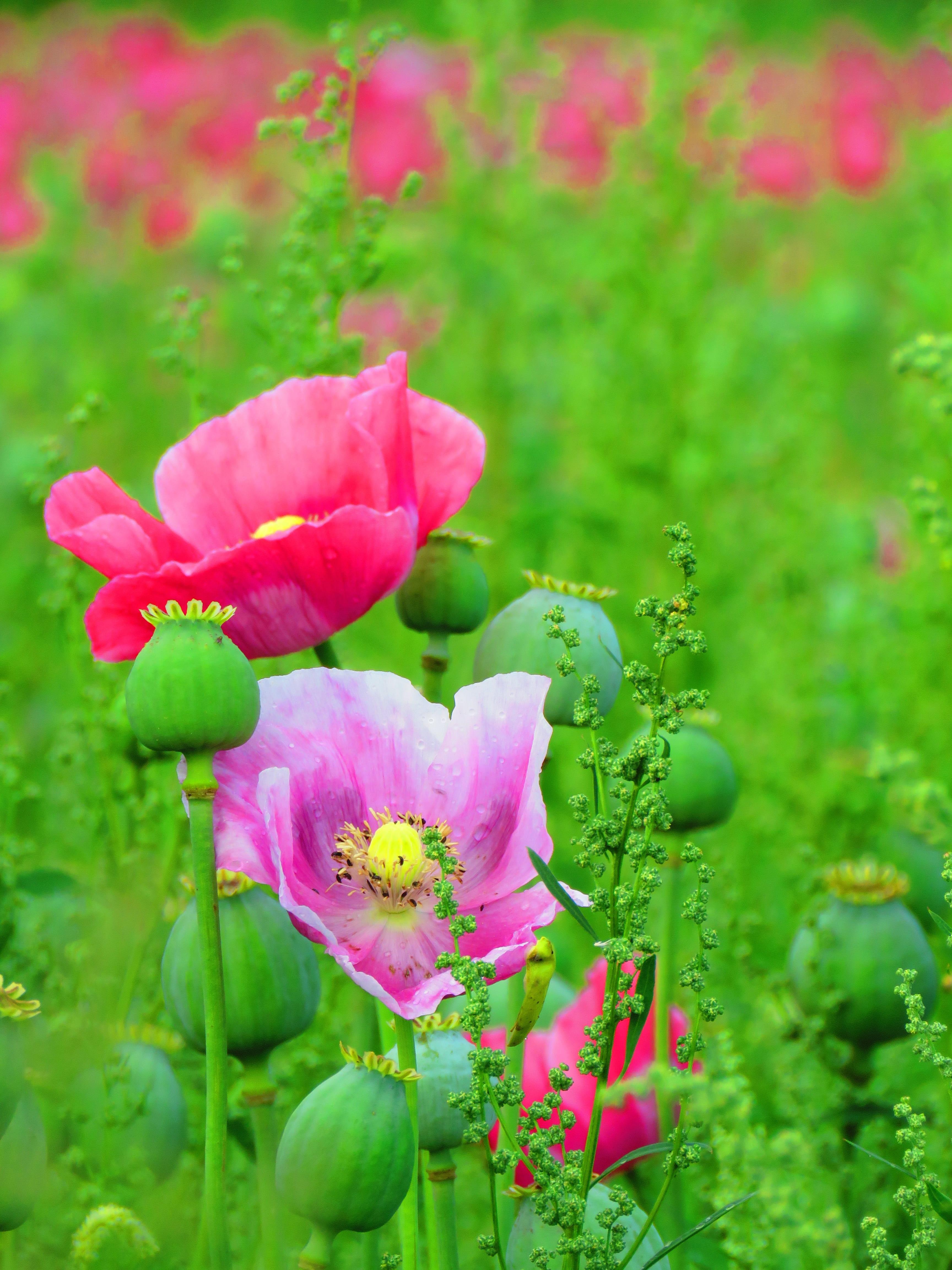 Opium Wallpapers - Top Free Opium Backgrounds - WallpaperAccess