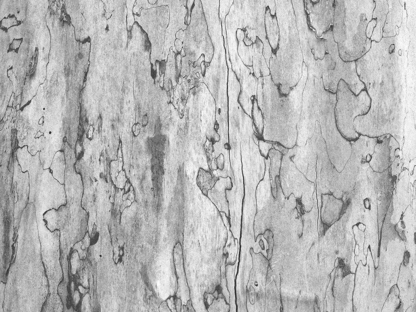 1600x1200 Tree bark